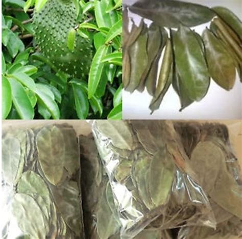 Dried Soursop Leaves Guanabana Graviera Leaves High Quality 100 Organic Etsy