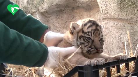 Al Bioparco di Roma è nata una tigre di Sumatra in natura ce ne sono