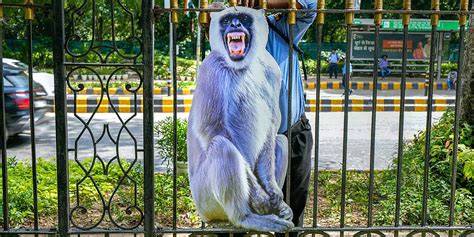 India Deploys ‘monkey Men To Scare Away Primates From G20 Summit News