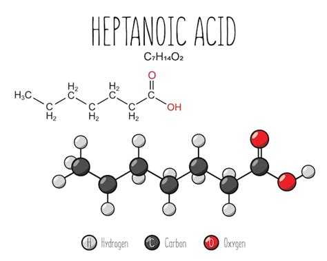 Premium Vector Heptanoic Acid Skeletal Structure And Flat Model