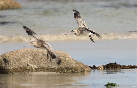 Barge Rousse Limosa Lapponica Plage De Keremma Finist Flickr