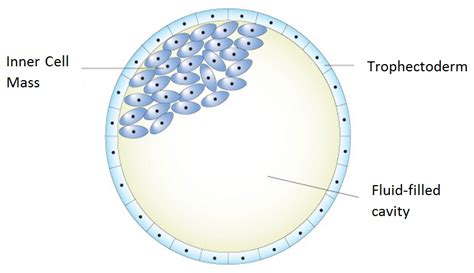 Choosing Embryos For Transfer Or Freezing Fertility Solutions