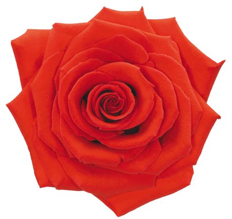 Rose Orange Nina - DV Flora