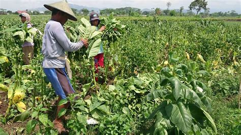 Harga Naik Petani Tembakau Di Tulungagung Full Senyum