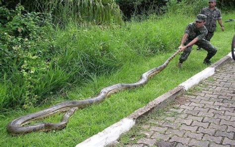 China Venomous Snakes In Bejing Hong Kong Shanghai And Rural Areas