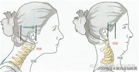 颈部肌肉功能解剖——前、中斜角肌 知乎