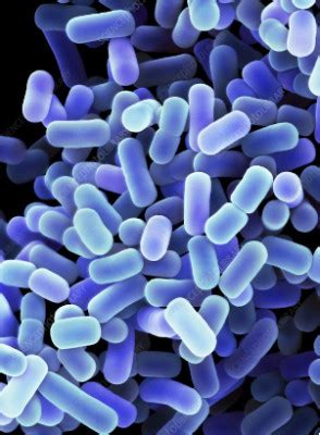 Lactobacillus Plantarum 400 Billion G Freeze Dried