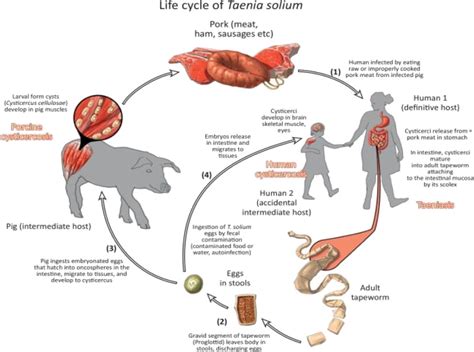 Taenia Solium Taeniasis And Cysticercosis In Southeast Asia Abstract