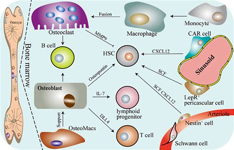 Frontiers The Macrophage Osteoclast Axis In Osteoimmunity And Osteo