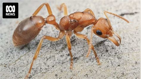 Dinosaur Ants With Wasp Like Stings Could Save The Tiny Town Of