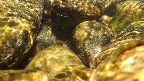 Quels risques et bonnes pratiques face aux cyanobactéries Ardèche