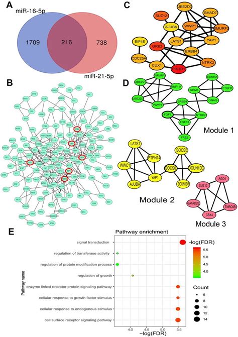 Prediction Of Mir P And Mir P Target Genes And Their Biological