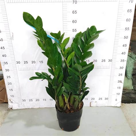 180 Zamioculcas Zamiifolia Hardy House Plant 7 Pot Araceae China