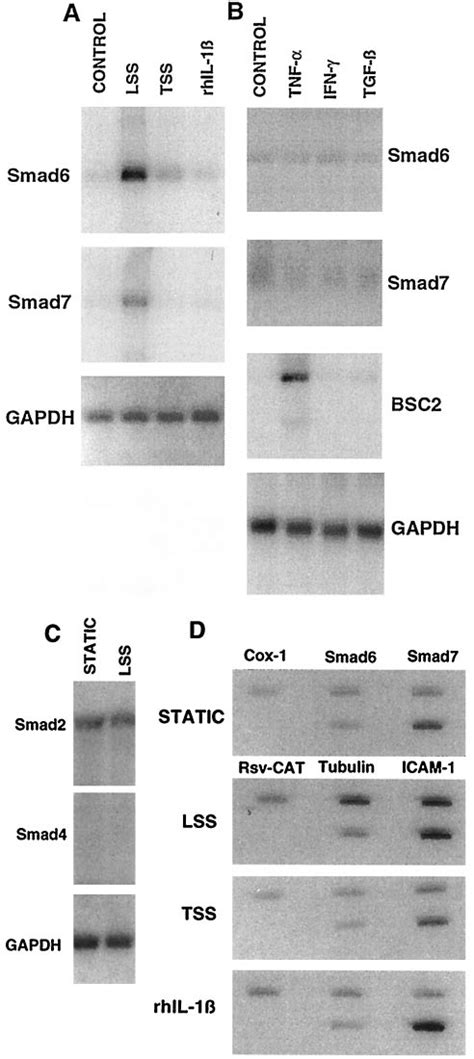 Smad And Smad Are Regulated Genes In Vascular Endothelium A