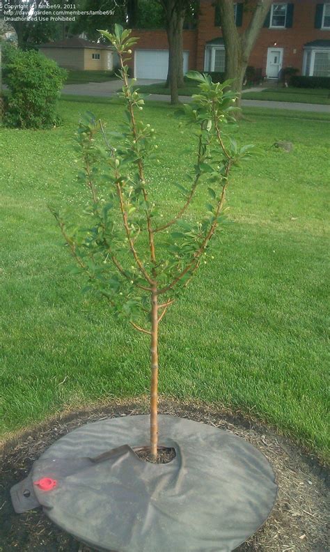 Plantfiles Pictures Flowering Crabapple Adirondack Malus By