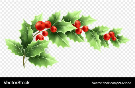 Christmas holly branch realistic Royalty Free Vector Image