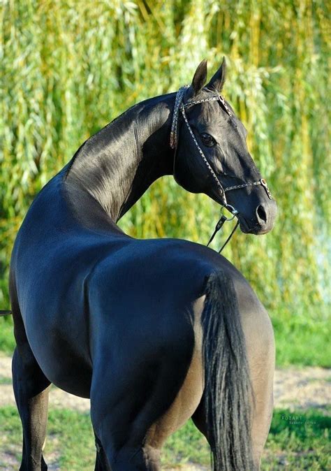 Beautiful black horse... Akhal-Teke | Horses