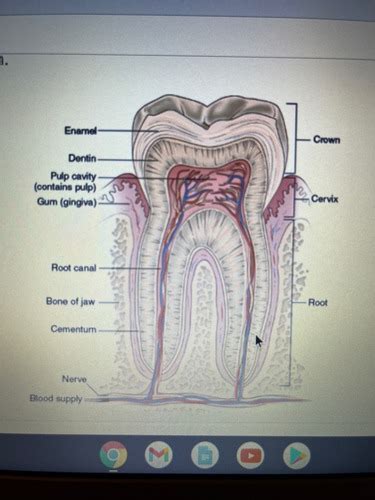 Oral Cavity Flashcards Quizlet