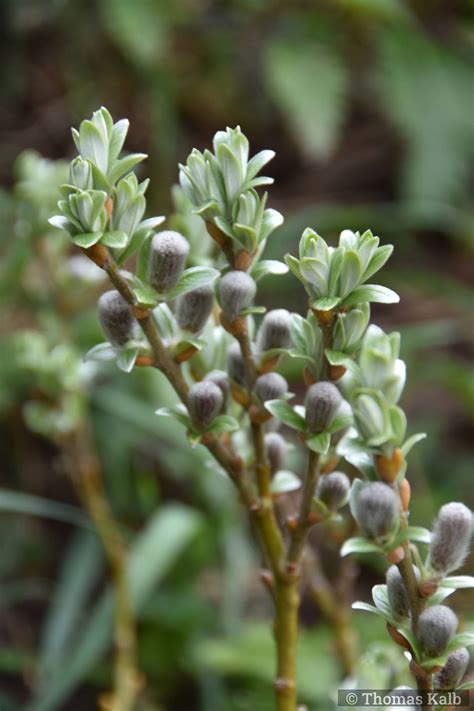 Salix Helvetica Urzeitwald Waldhilsbach