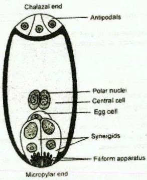 A Draw A Diagram Of A Mature Embryo Sac Of An Angiosperm And Label The