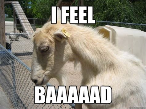 The Best Goat Memes, Jokes, And Puns