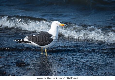 Kelp Gull Antarctica Photos, Images and Pictures