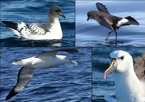 Avistamiento De Aves Marinas En Manta Ecuador