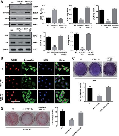 Lncrna Hhip As Hhip Modulates Osteogenic Differentiation Of Bm Mscs By