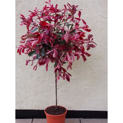 Photinia Pink Marble Standard Topiary Tree Circa 140 160cm