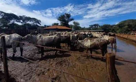 Lama e até risco de morrer mais de mil bovinos em situação precária