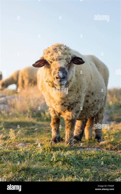 Happy Sheep Grazing Grass In The Field Facing The Camera Stock Photo