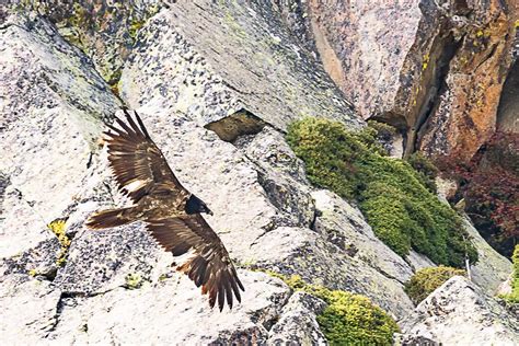 Le Gypaète barbu dans les Pyrénées lanaturemoi