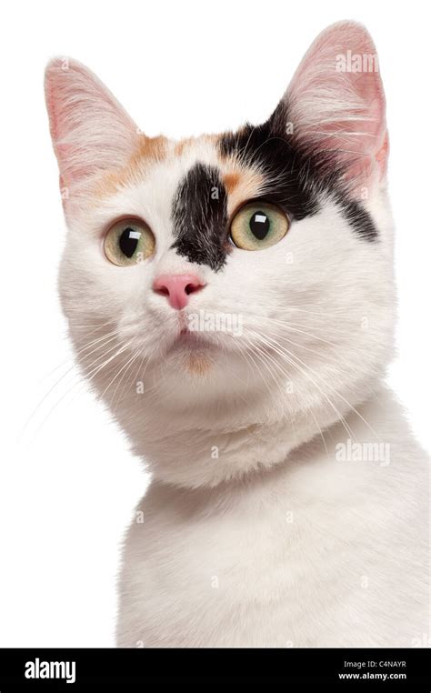 Cross breed cat hi-res stock photography and images - Alamy