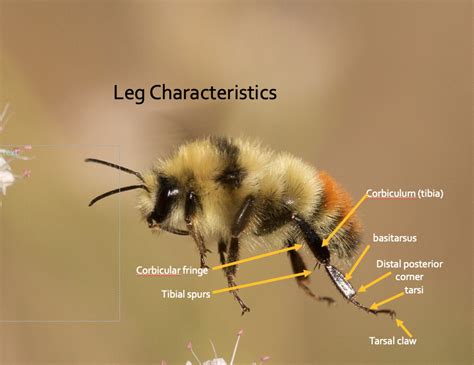 Anatomy Of A Bumble Bee