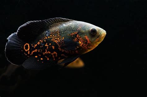 Oscar Fish: Care, Size, Tanks, Lifespan & Profile | Fishkeeping World