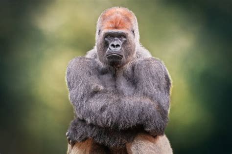 Big Black Gorilla Pictures Stock Photos, Pictures & Royalty-Free Images ...