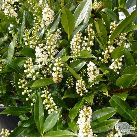Prunus Laurocerasus Otto Luyken