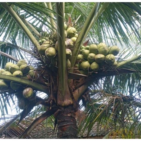 Jual KELAPA MUDA SEGAR FRESH DEGAN CENGKIR GADING BLOLOK Shopee Indonesia