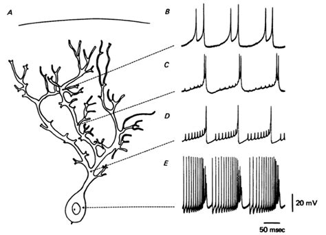 How Do Dendrites Make Decisions