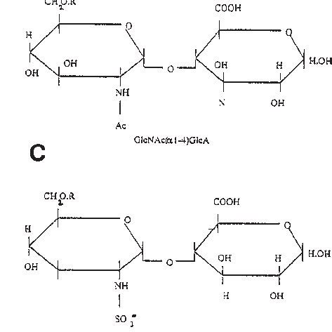 A Structure Of Heparan Sulphate Proteoglycans Hspgs Consist Of