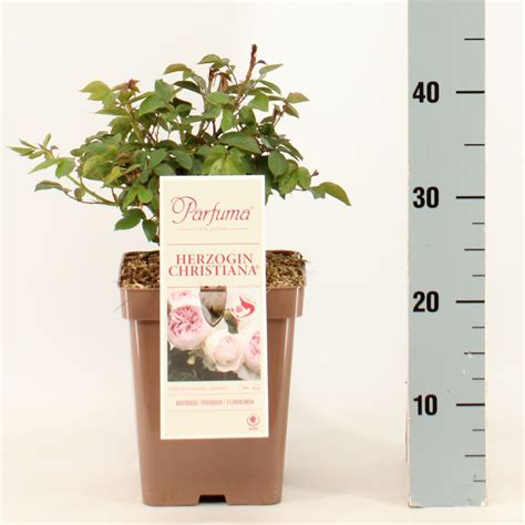 Rosa HERZOGIN CHRISTIANA — Plant Wholesale FlorAccess