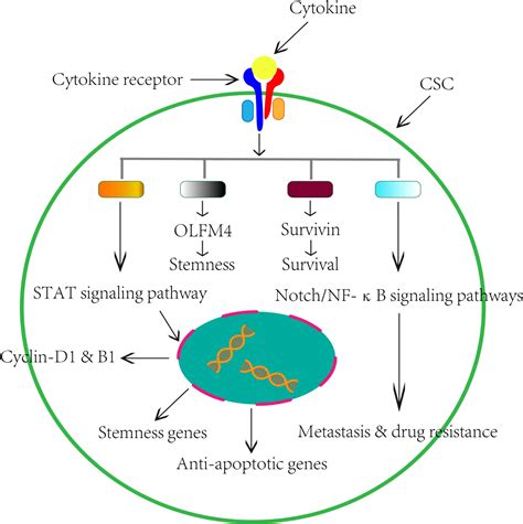 Frontiers Cytokine Mediated Crosstalk Between Cancer Stem Cells And