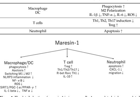 Pdf Maresin And Inflammatory Disease Semantic Scholar