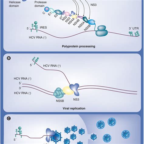 Possible Roles Of Hcv Ns In Viral Replication A Polyprotein