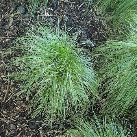 Rosy Sedge Reseed Native Plant Nursery