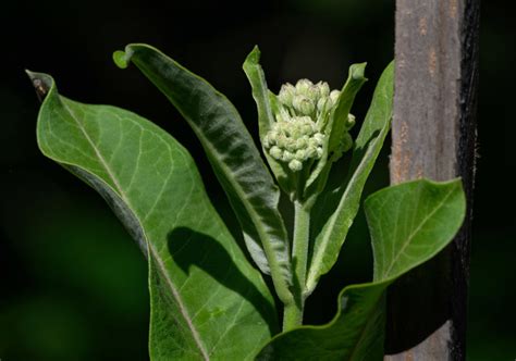 Milkweed Buds On Potted Plant Photo Isabel Cutler Photos At