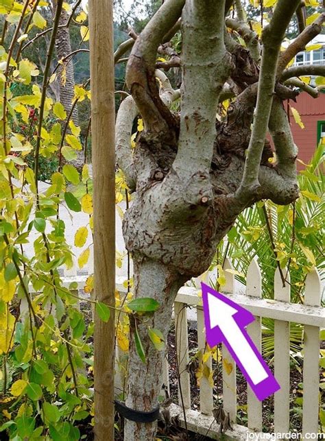 How To Care For A Weeping Pussy Willow Guide For Beginners