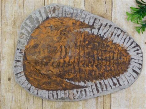 Sold At Auction 5 Pound Giant Trilobite Fossil Rock Stone Lapidary