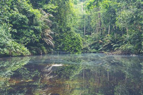 Tropical Rainforest In Thailand Stock Photo At Vecteezy