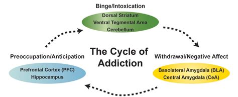 Figure 1 From The Addicted Brain Understanding The Neurophysiological